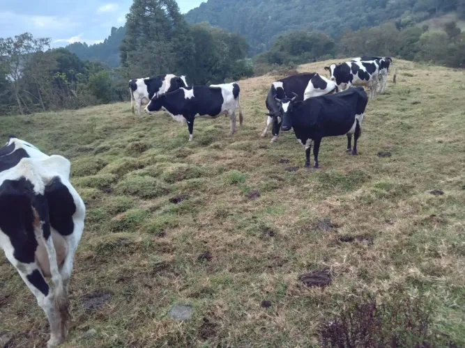 Vacas leiteiras de procedencia