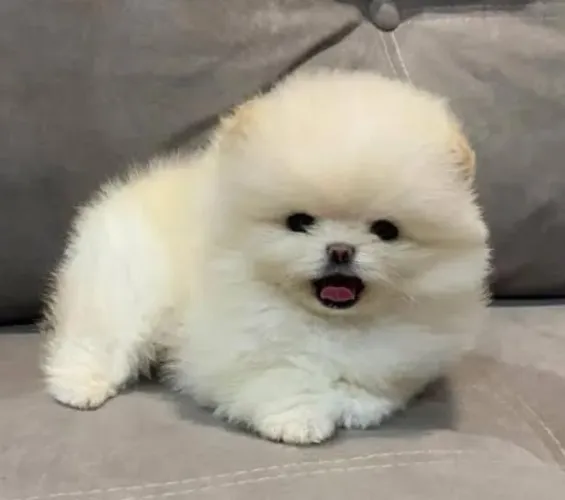 Lulu da Pomerânea Filhotes Maravilhosos. 