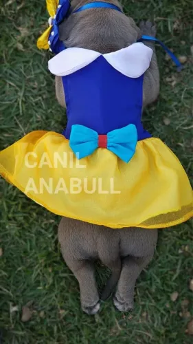 American bully