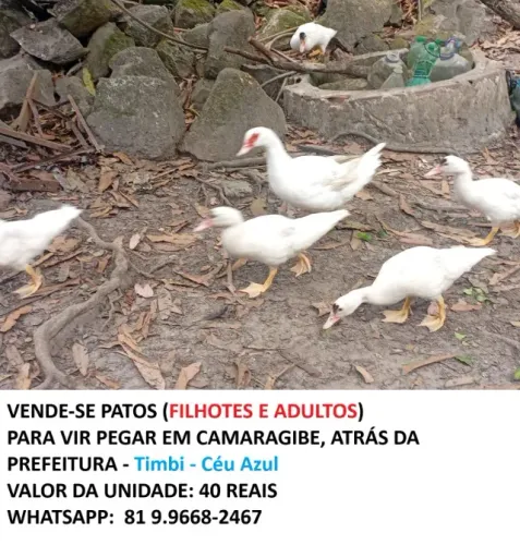 VENDE-SE PATOS ADULTOS E FILHOTES