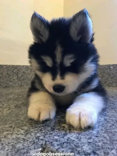 Husky siberiano Quase acabando: leve esse amor pra casa hoje