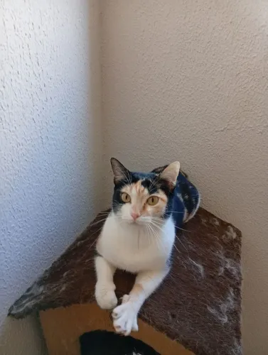 Doação de gatos adultos 