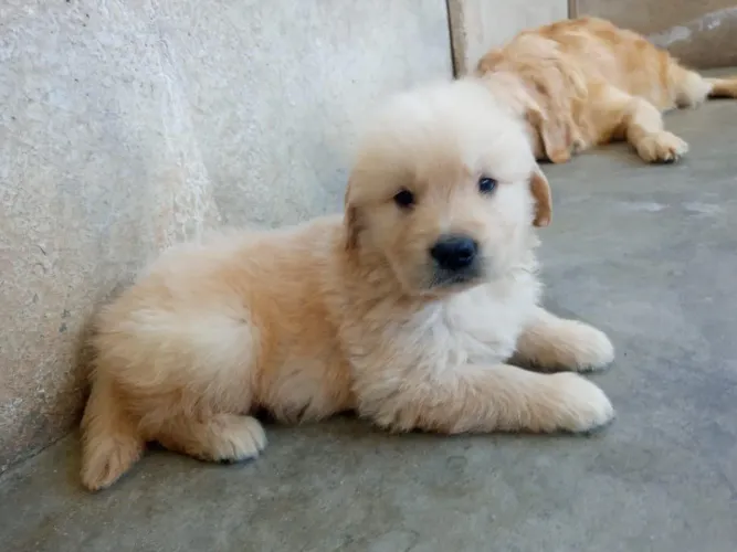 Golden Retriever filhotes machos e femeas 