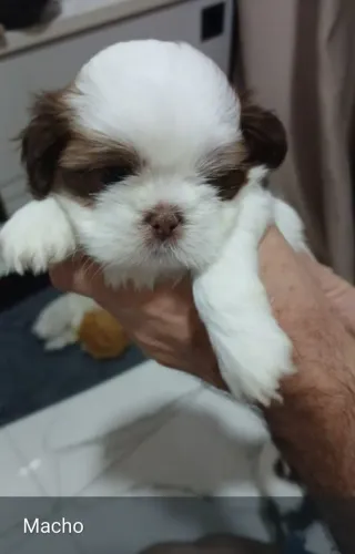 Shih Tzu macho cada 1