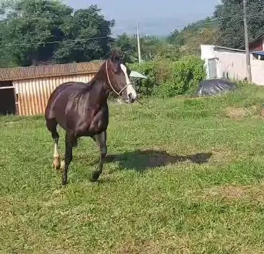 Égua de trabalho no campo