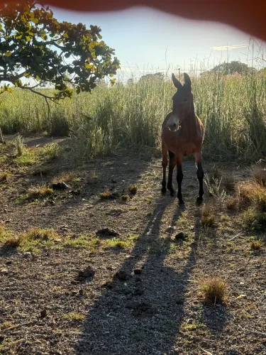 Burro pega pai e mãe registrado 