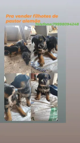 Cachorros pastor alemão 