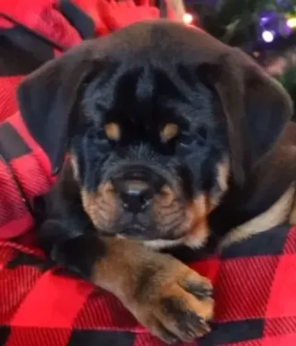 FILHOTES DE ROTTWEILER