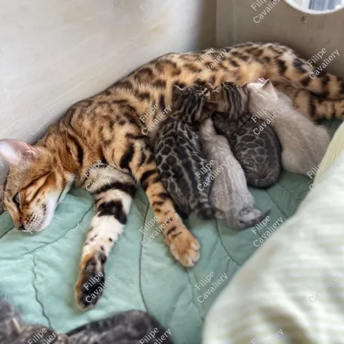 Filhote De Bengal Cat