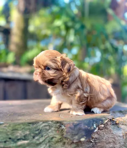 Shih tzu macho