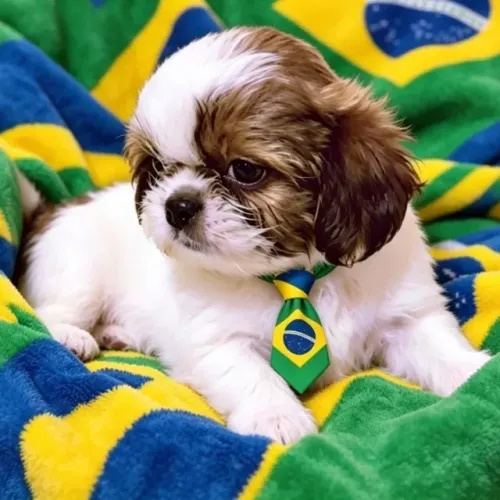 Fofura!! Filhote de Shih tzu macho, com vacina importada.