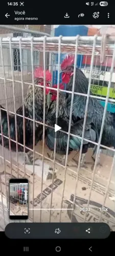 Galos gigante negro