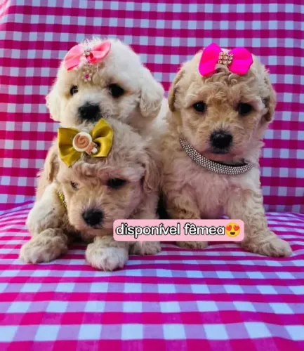 Filhote de poodle toy Fêmea