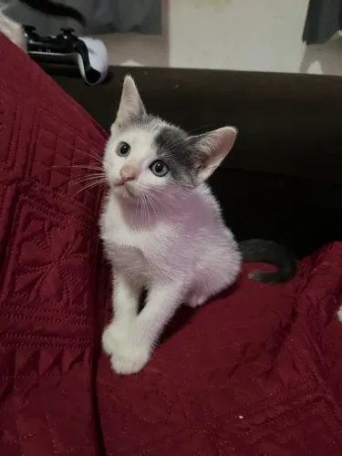 Gatos para doação responsável