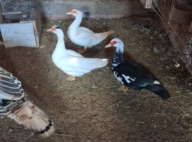 Vendo, Pato, ganso, peru