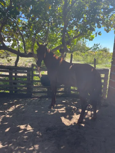 Cavalo Quarto de milha 