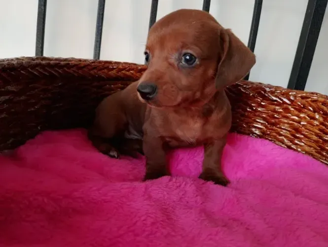 Promoção Filhote de Dachshund Macho