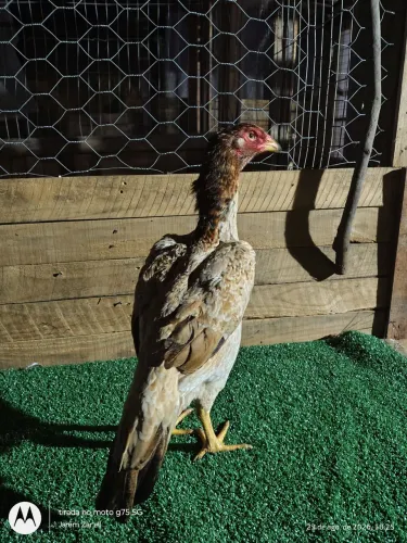 Galinha Mura