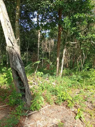 Vende-se um terreno na comunidade são Pedro 100 metros da BR terreno 13 por 100.