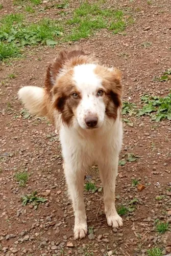 Doação bordecollie