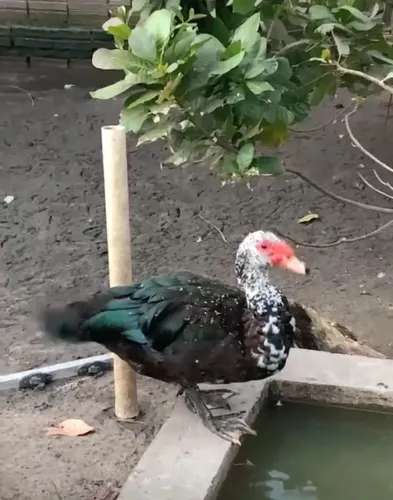 Pato