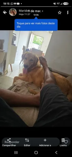 Labrador 200,00