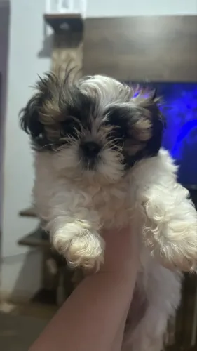 Shiturz fêmea 2 meses