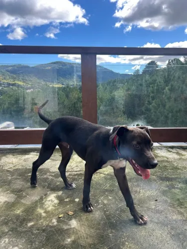 Cachorro Desaparecido 