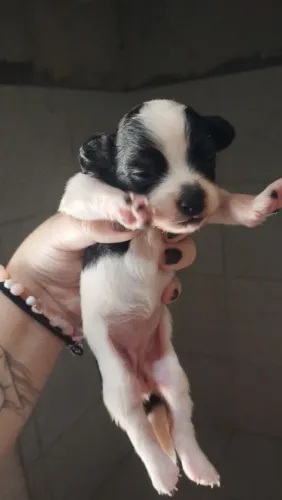 Filhote de poodle 