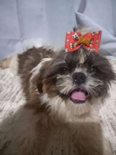 Animal de estimação