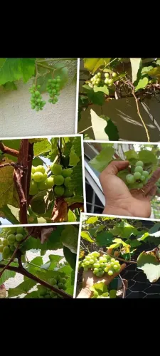 Mudas de uva 