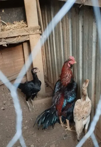 Frangos mura