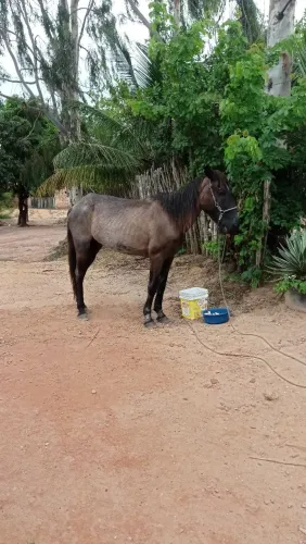 Cavalo