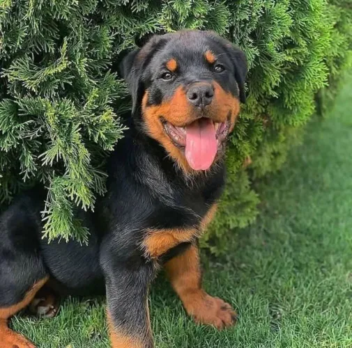 Rottweiler presentei seu pai com amor ..