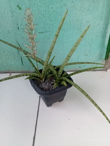 plantas
