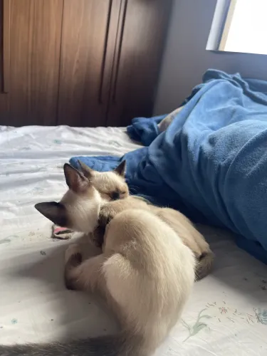 Doação de gatinhos