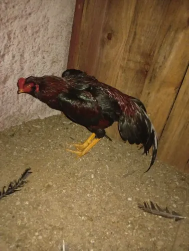 Vende-se frango índio 