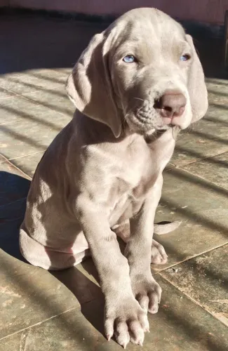 Filhote Weimaraner