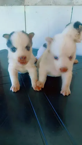 Filhotes Husky siberiano 