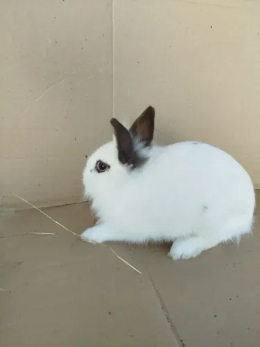 Coelho mini 