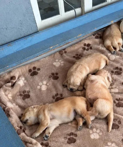Golden retriver