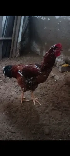Frango Gsb