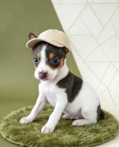 Pinscher, um amor pequenino