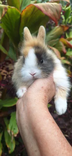 Lindíssimos mini coelhos