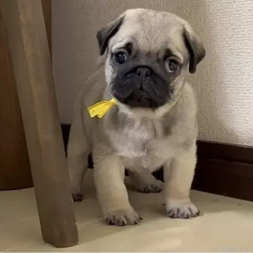 Filhotinhos pug dócil e saudável de ótima genética com contrato sp