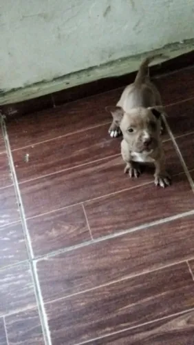 Filhote pitbull