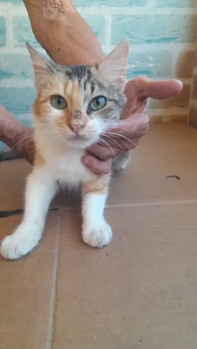 Filhote tricolor de Gato
