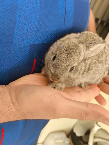Coelhos