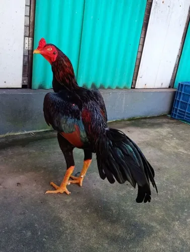 Galo