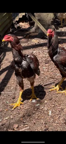 Frango